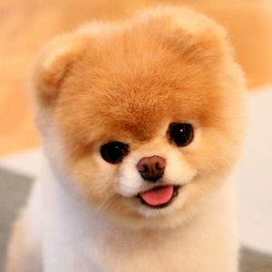 Fundraising Page: Gina Smith